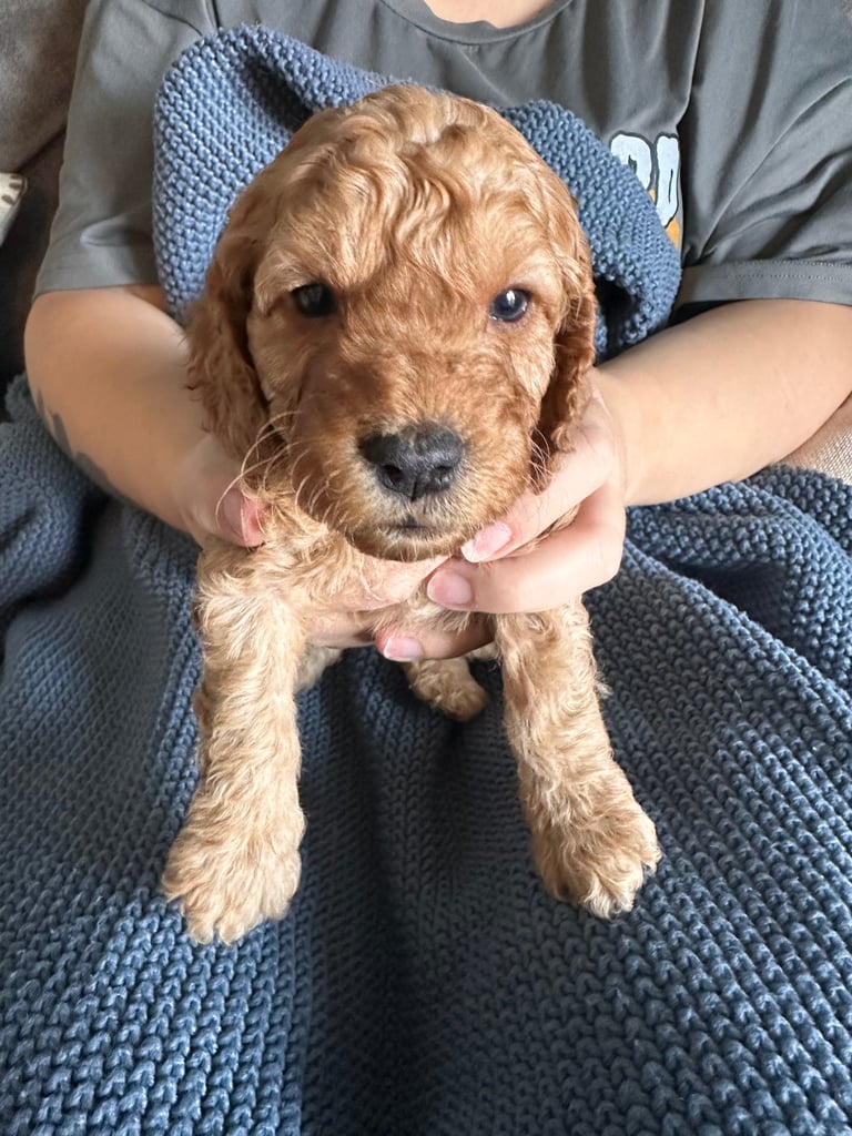 🐶 8 Gorgeous F2 Cockapoo Puppies – Ready Soon! 🏡