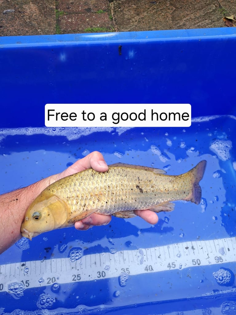 Koi for sale