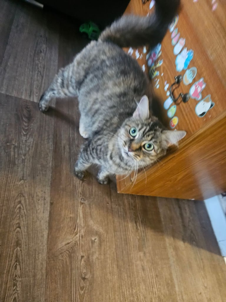 Beautiful kittens for sale