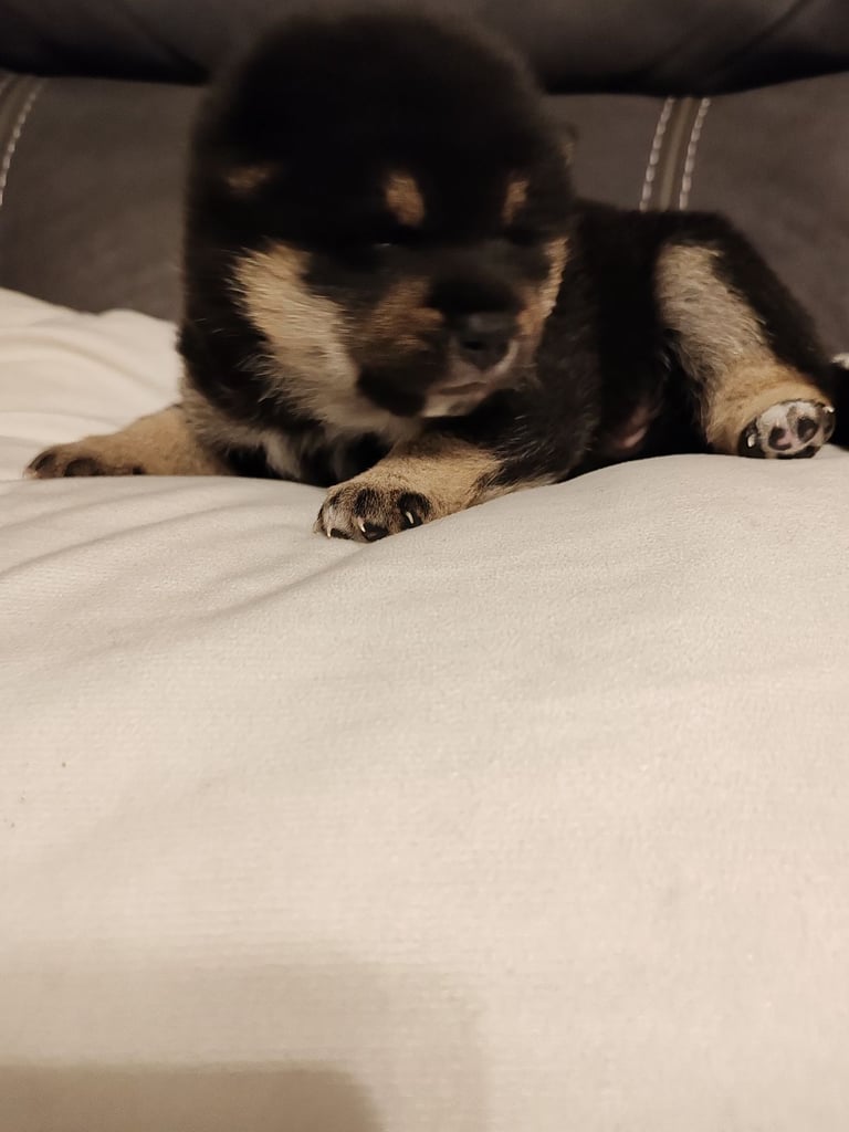 image for KC reg Japanese shiba inu male puppy 