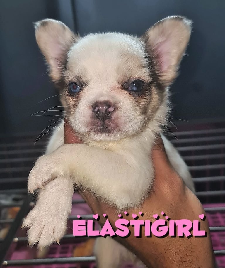  💎 7 Rare Visual Fluffy French Bulldog Puppies – Top Quality, Ready Now! 💎