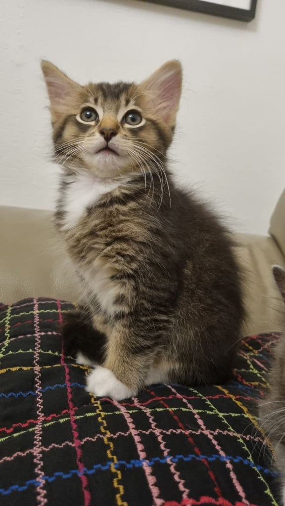  kittens found their new loving home 