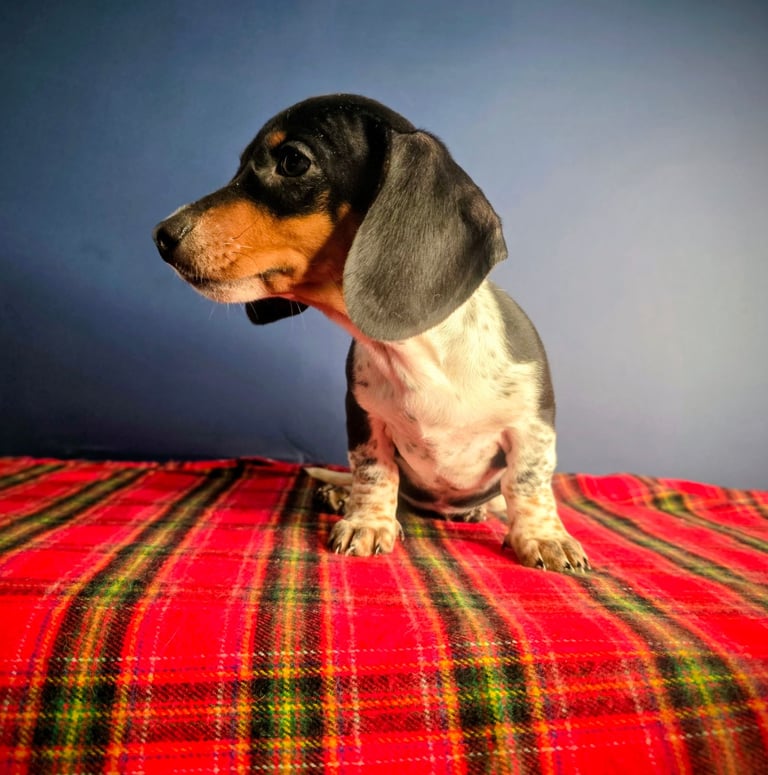 KC Registered Dachshund Puppies