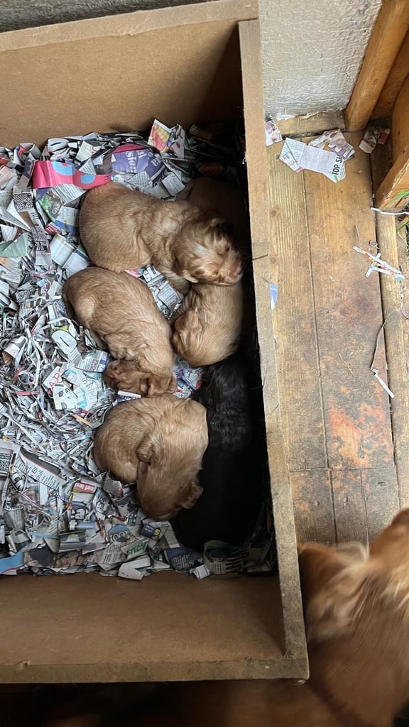 KC Cocker Spaniel Puppies