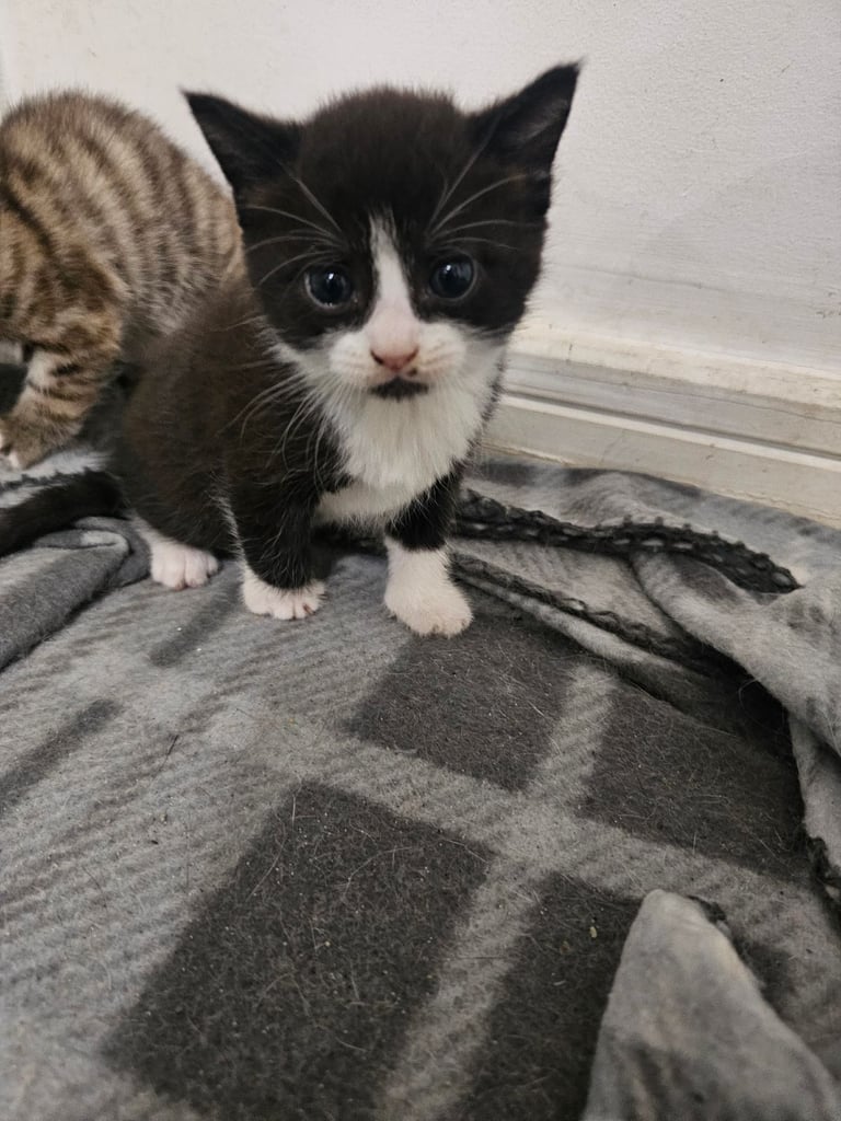 4 Beautiful Fluffy Kittens 