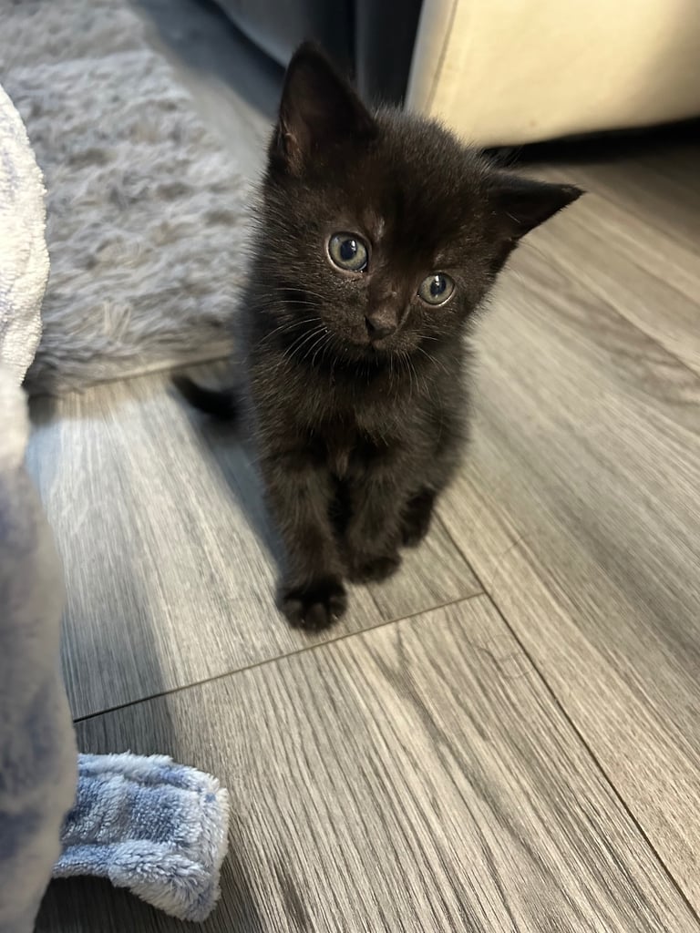 Kittens for sale 🐈‍⬛ 