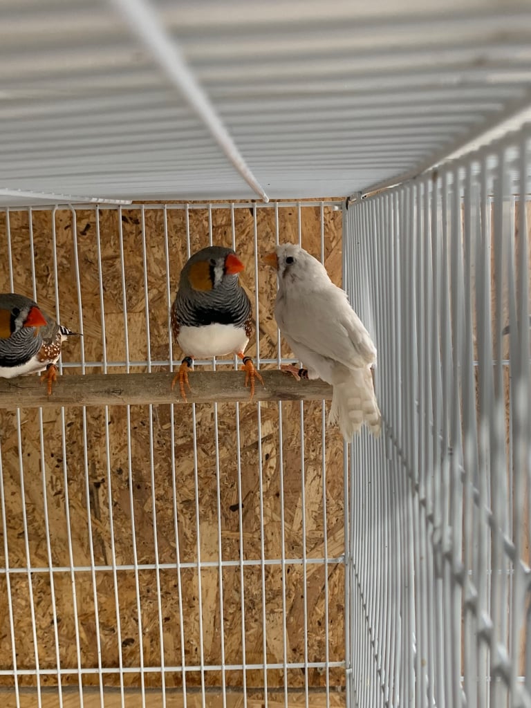 Diamond Dove £10 and Zebra Finches £5