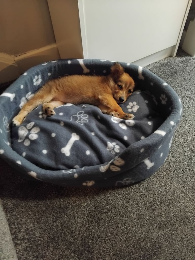 image for Longhaired chihuahua dot
