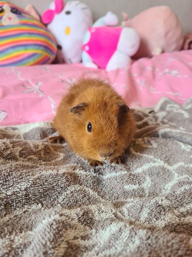 Guinea pigs for sale in Merseyside Gumtree