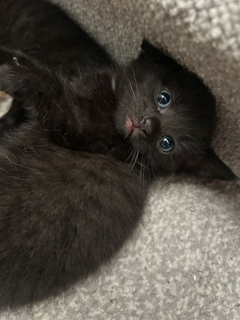 Beautiful Kittens Ready for Forever Home 