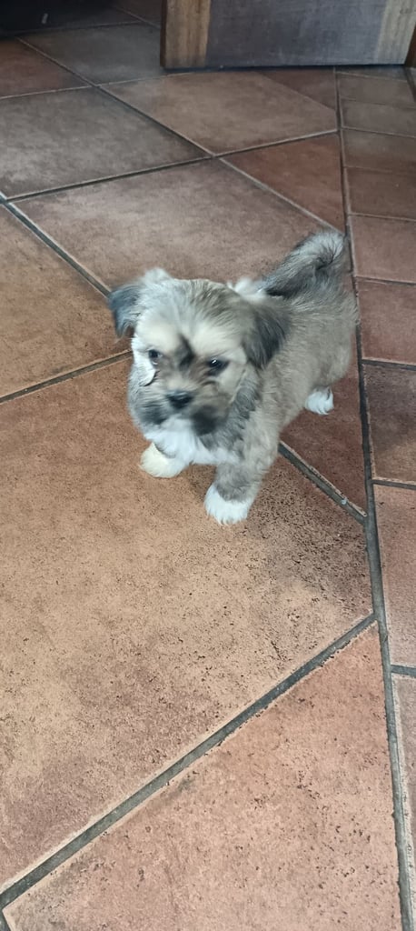 Lhasa apso pups 