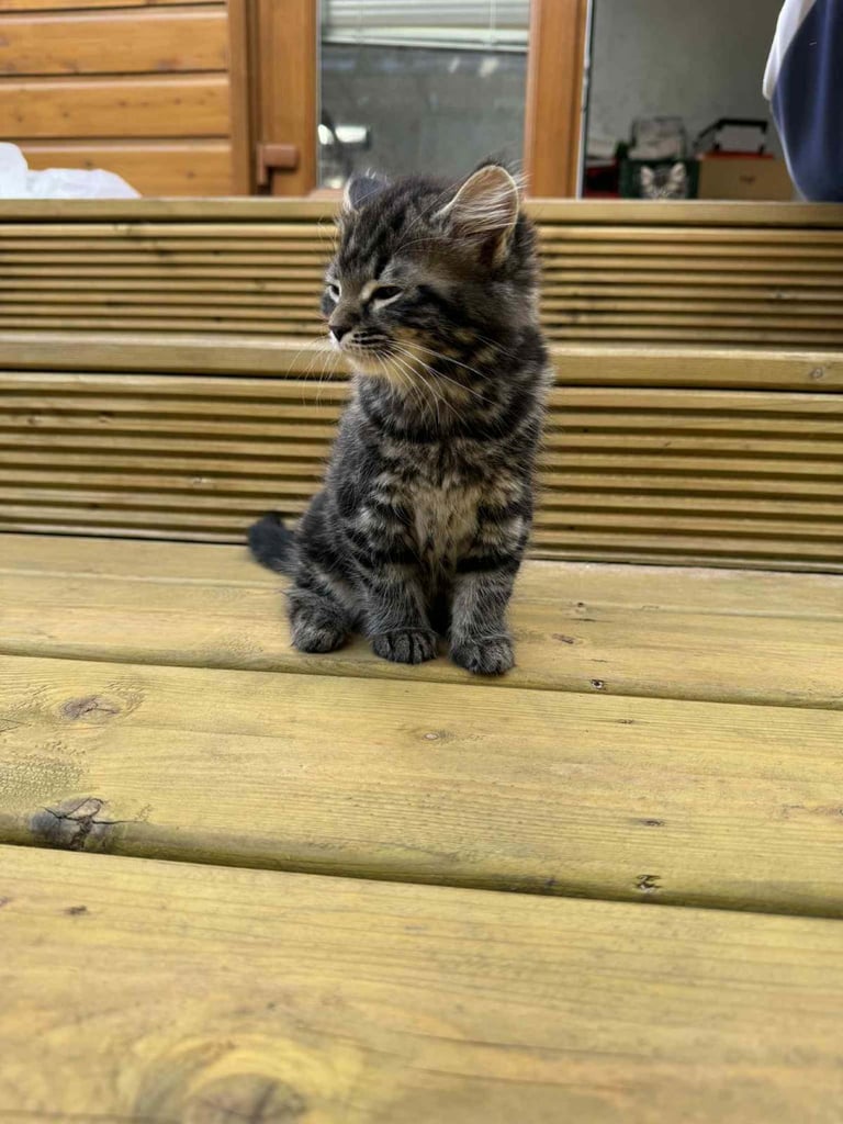 1 Male and 1 Female Long-Haired Tabby Kittens