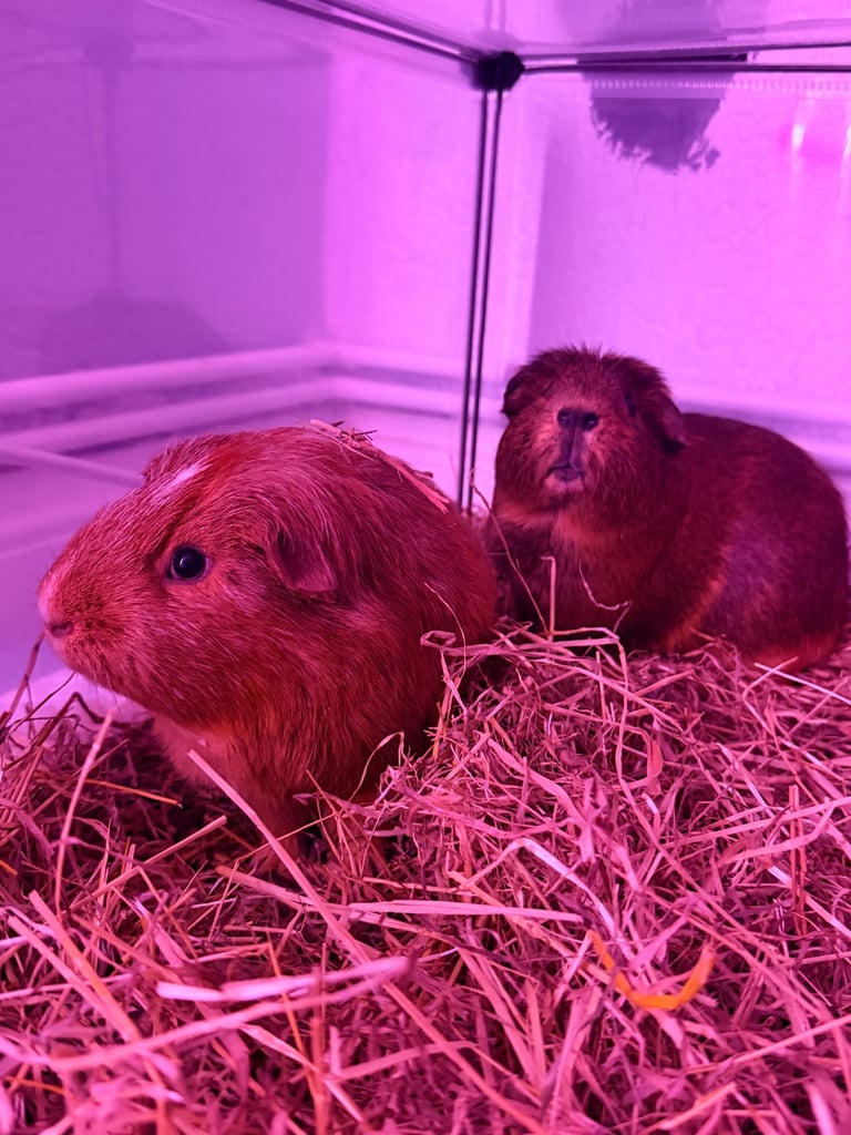 2 Male Guinea pigs
