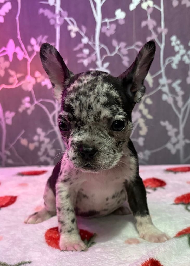 French bulldog puppies £800 ono