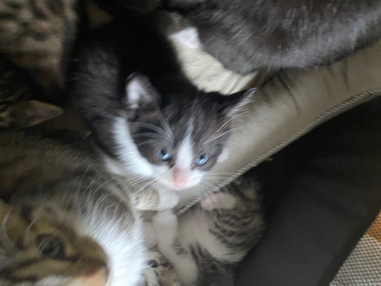Kittens / Cats
