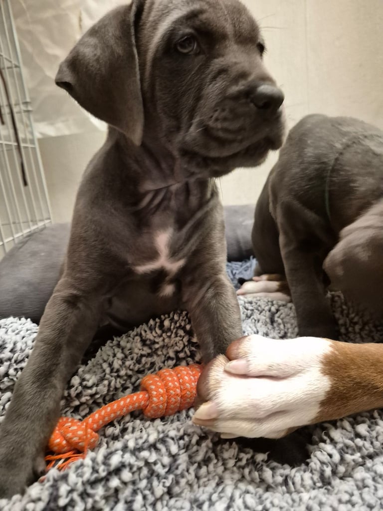 Cane  Corso pups 