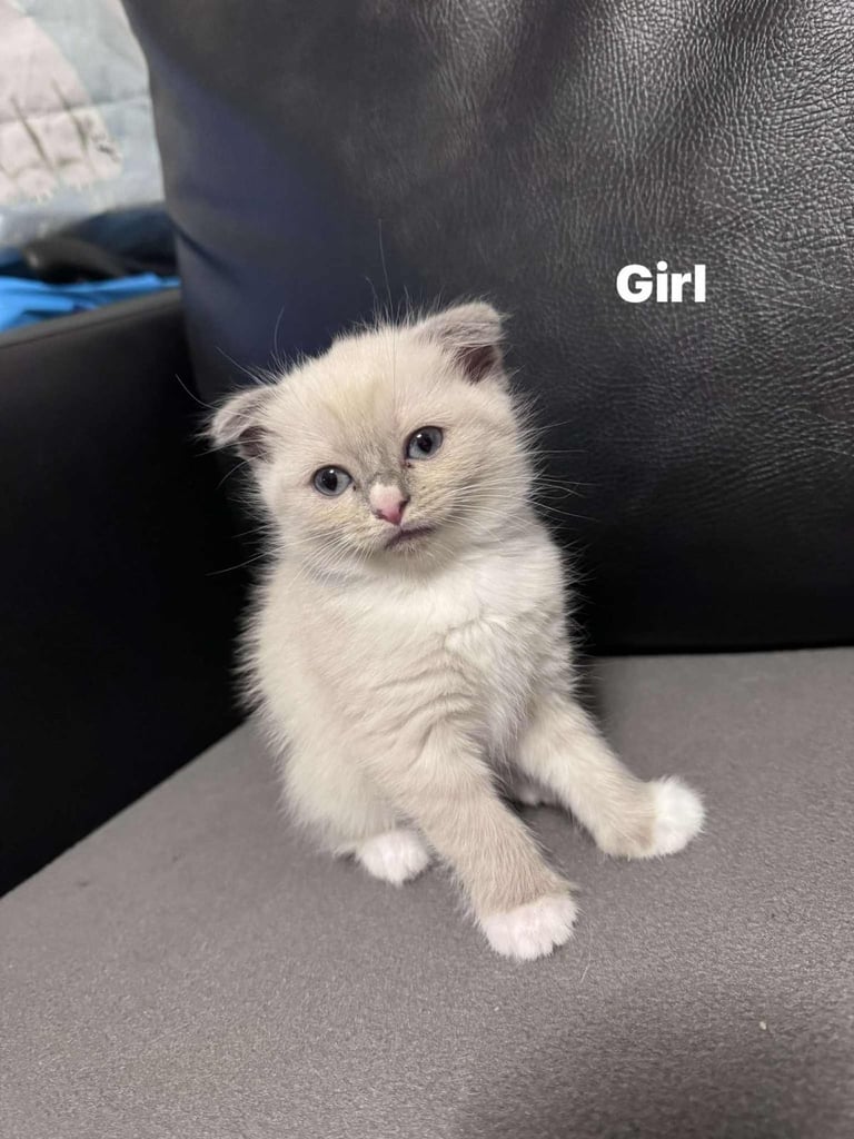 5 beautiful kittens Ragdoll x British shorthair fold