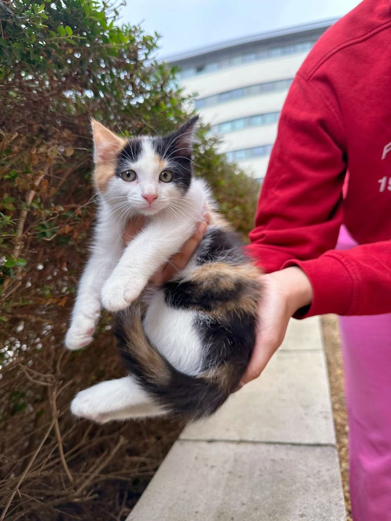 Adorable playful calico kittens 