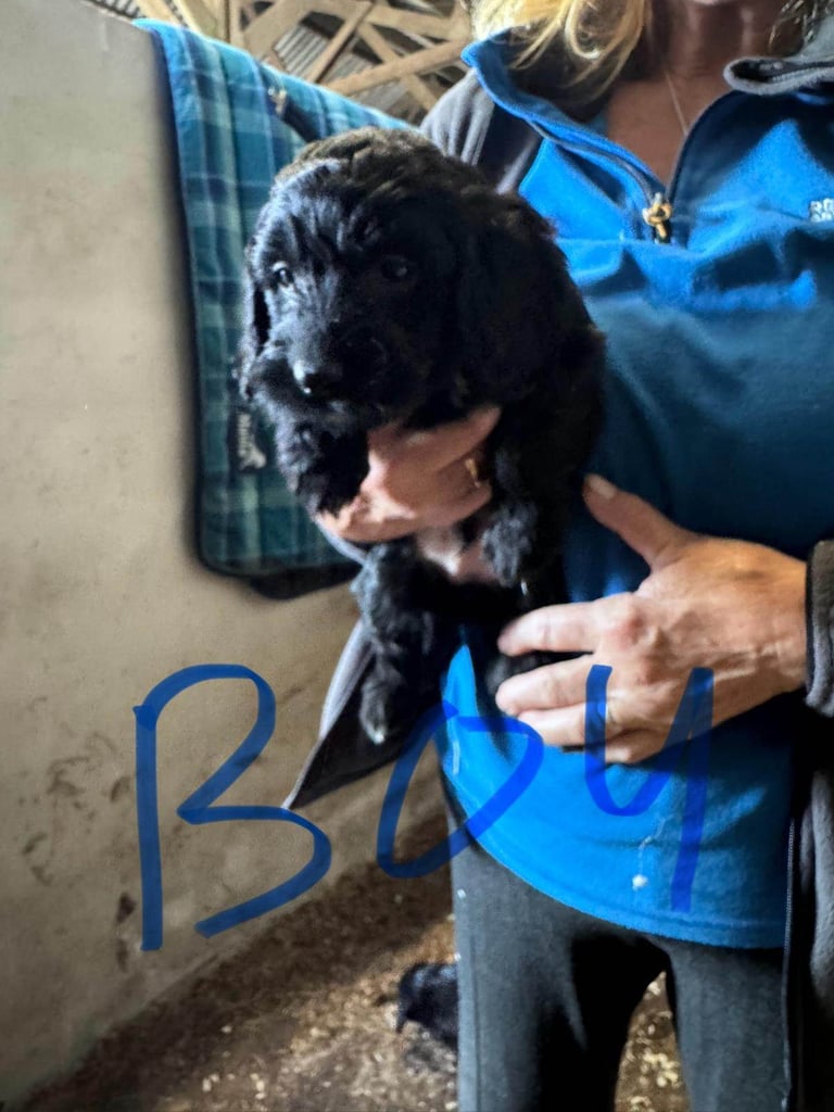 7 Cockapoo puppies