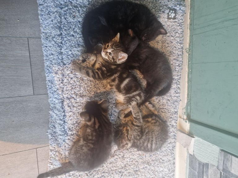Kittens for sale