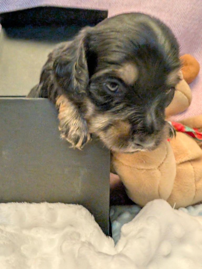  Hi, I’m a long-haired Mini pup! 💕 Rare creams & black & tans — will you be my new mummy or daddy?