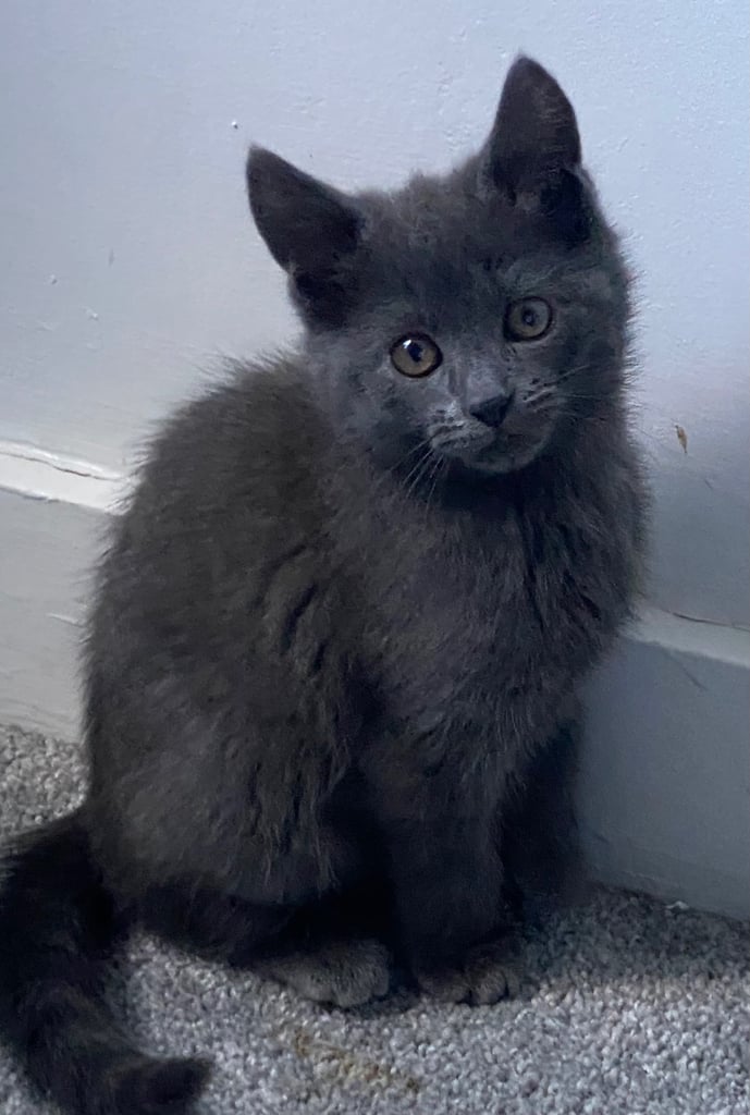 KITTENS 3 GIRLS READY NOW!!