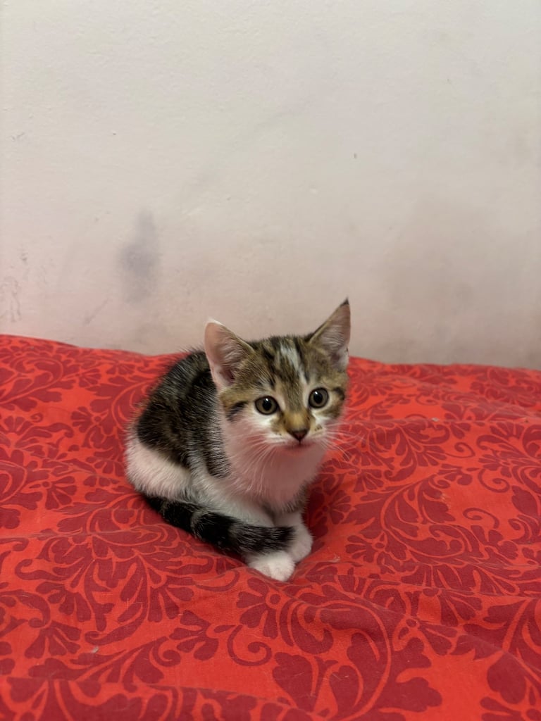 Cat & kitten for sale 