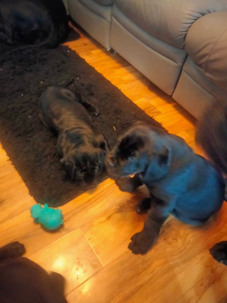 Cane Corso puppies black