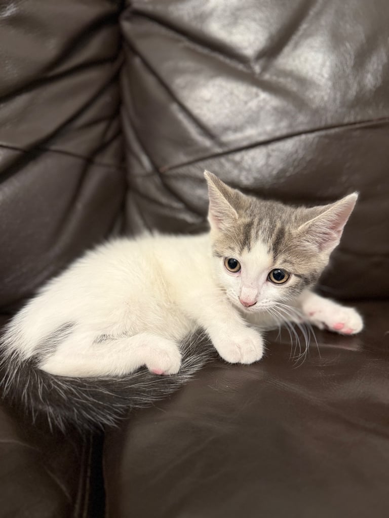Only 2 left! Cuddly little kittens looking for rehoming 