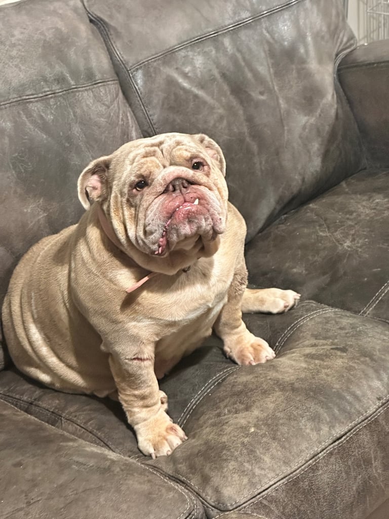image for Pickle the 3yo Merle english bulldog 