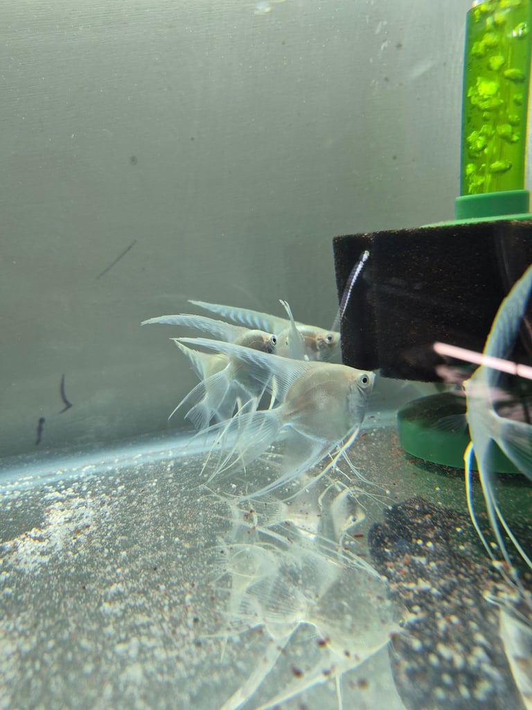 image for Angels/mollys/platys/tettras/swordtails/guppies/corrys/rams/shrimp 