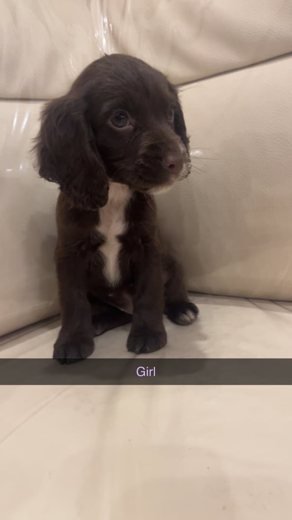 3 chocolate cocker spaniel puppies 