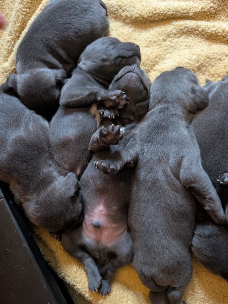 Blue Staffordshire Bull Terrier Puppiess