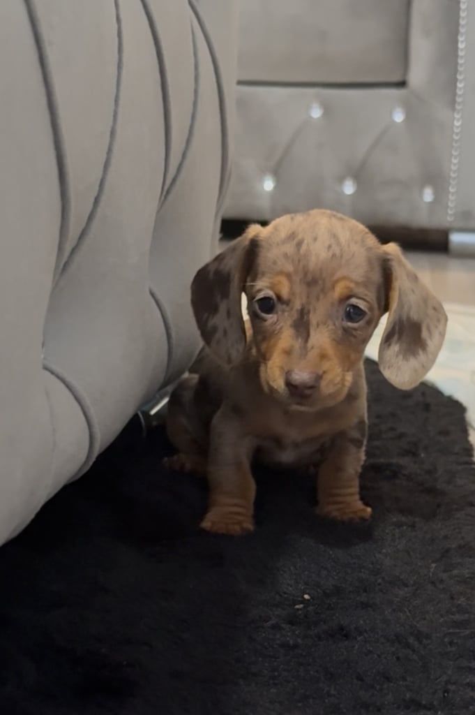 **ready for there new home *5 beautiful miniature dachshunds girls 