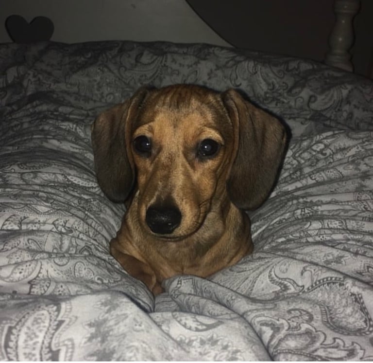 Kc reg true miniature dachshund 