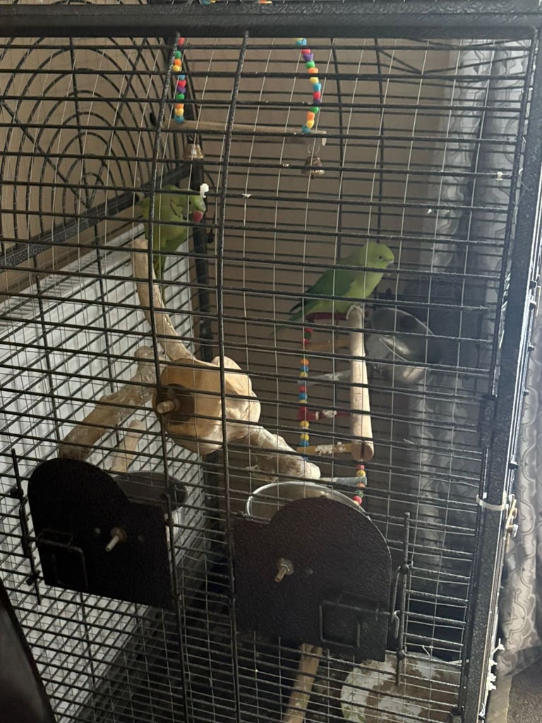 2 Indian ringnecks and cage