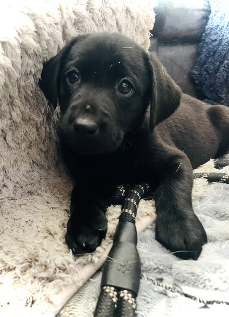 8 superb kc reg Labrador puppies ( 6 days and your pup can come home!!)—