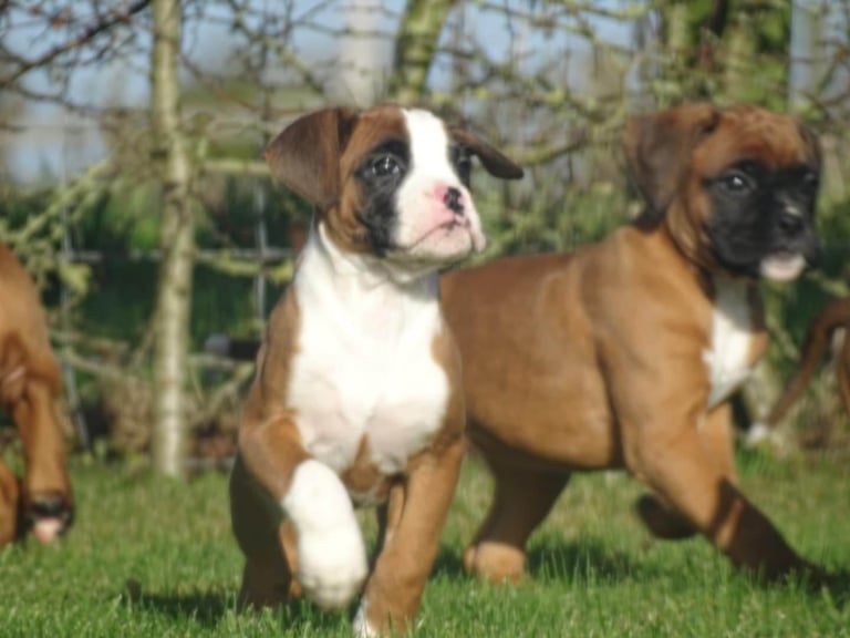 Beautiful Boxer's puppies 