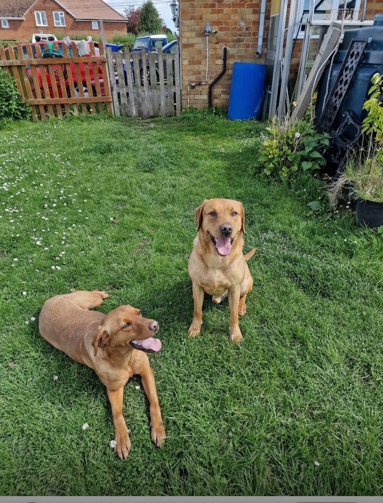 Beautiful Labrador puppies