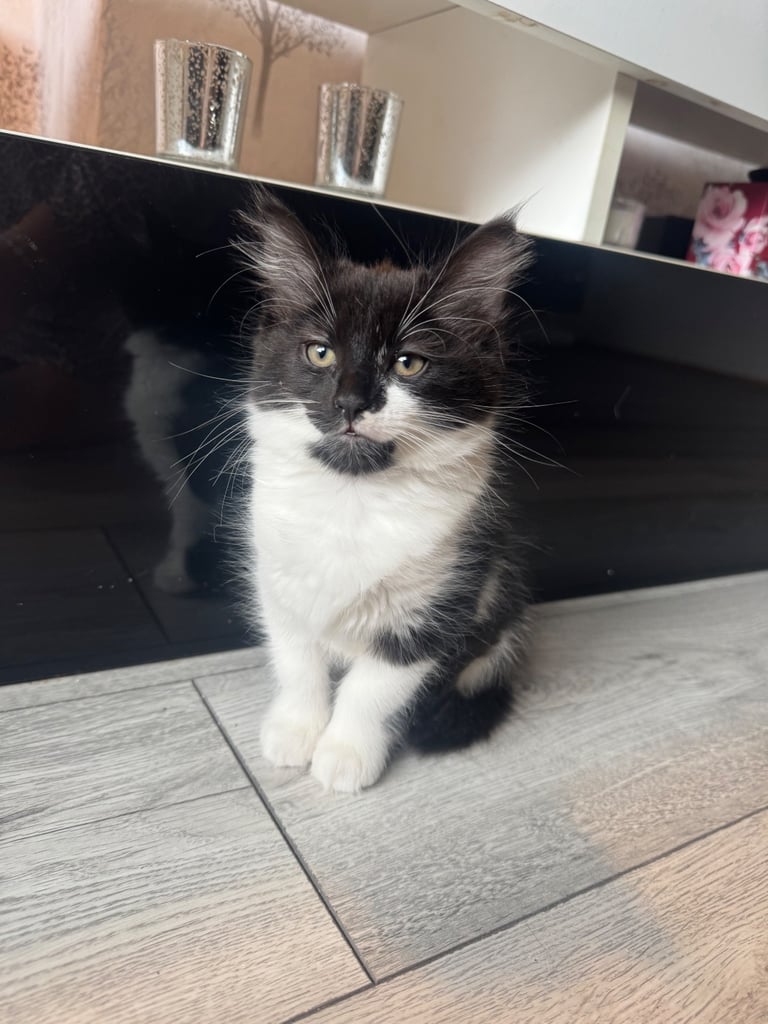 image for Kittens