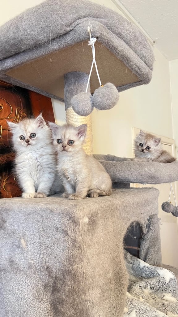 Ready to go Persian kittens 