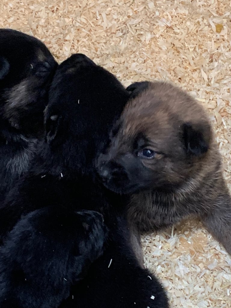 Pups for sale 