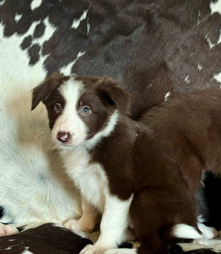 Stunning Merle Border Collie puppies.