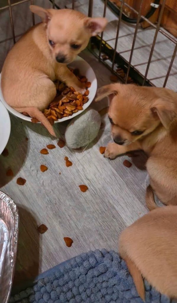 image for Chihuahua puppies 