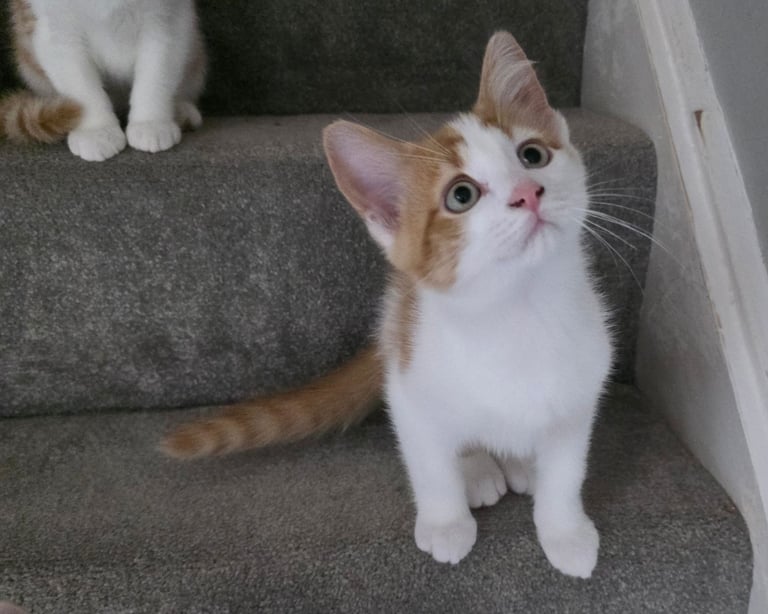 Mainecoon Cross Kittens (READY TO GO)