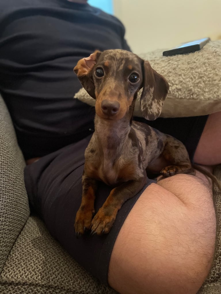 ❤️Beautiful 3 year old dapple miniature dachshund for sale ❤️