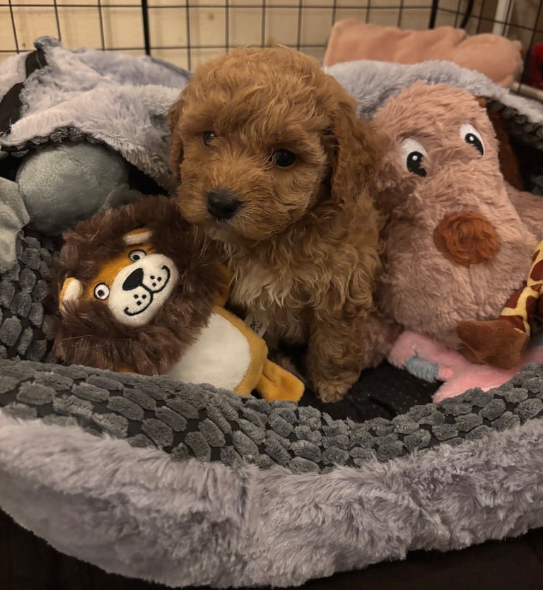 Beautiful little Cockapoo girl for sale