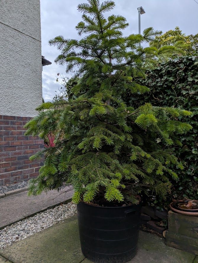 image for Real Nordmann Fir Christmas Tree in Large Pot.
