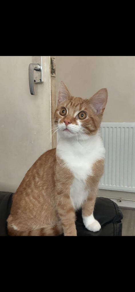 6 month old kitten for sale 