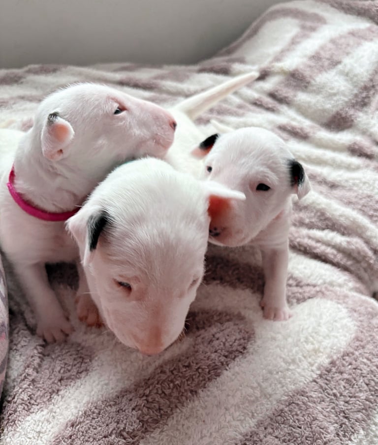 KC English Bull Terrier puppies 🐾